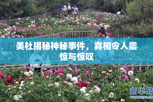 美杜揭秘神秘事件，真相令人震惊与惊叹