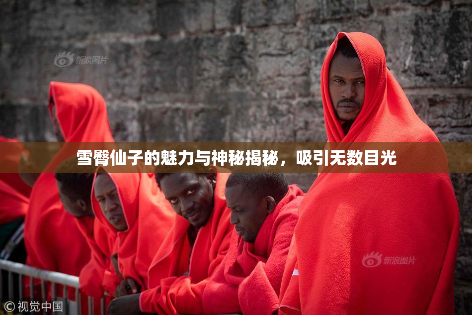 雪臀仙子的魅力与神秘揭秘，吸引无数目光