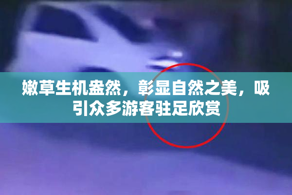 嫩草生机盎然，彰显自然之美，吸引众多游客驻足欣赏