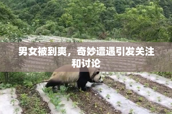 男女被到爽，奇妙遭遇引发关注和讨论