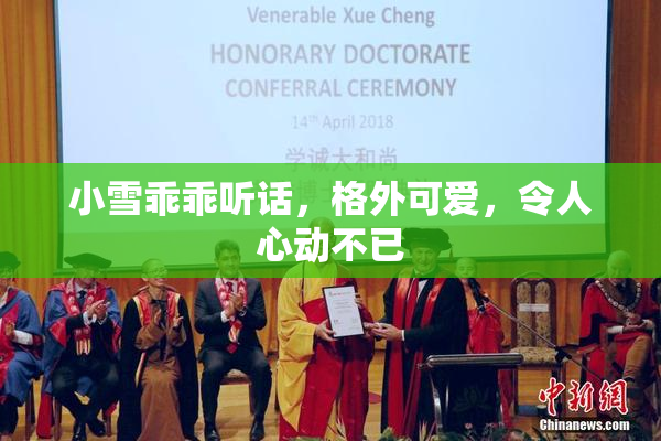 小雪乖乖听话，格外可爱，令人心动不已