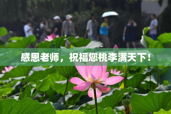 感恩老师，祝福您桃李满天下！