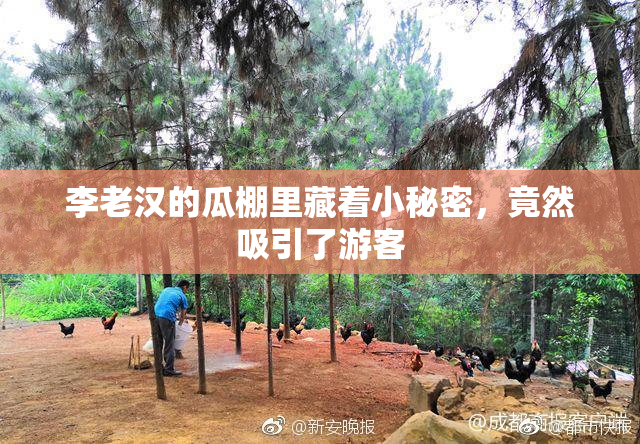 李老汉的瓜棚里藏着小秘密，竟然吸引了游客