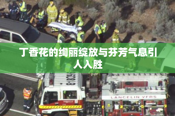 丁香花的绚丽绽放与芬芳气息引人入胜