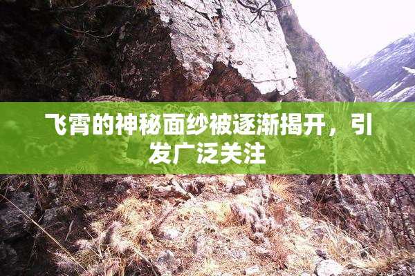 飞霄的神秘面纱被逐渐揭开，引发广泛关注