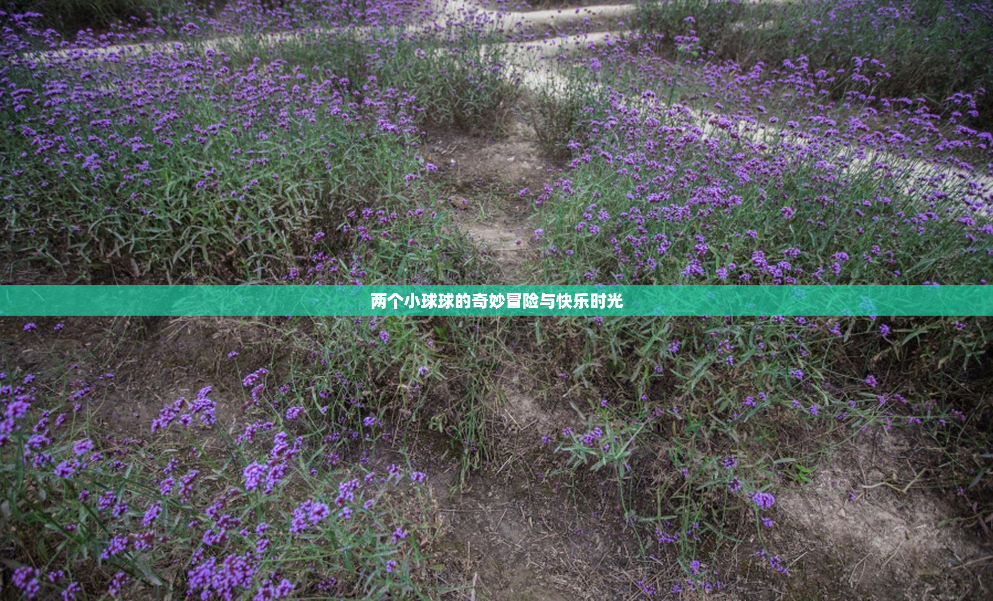 两个小球球的奇妙冒险与快乐时光
