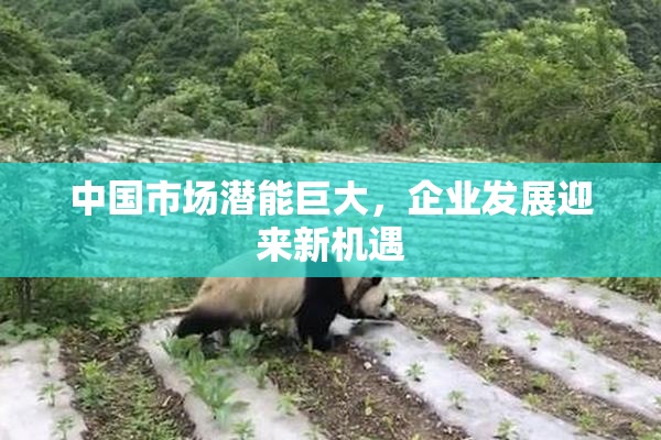 中国市场潜能巨大，企业发展迎来新机遇