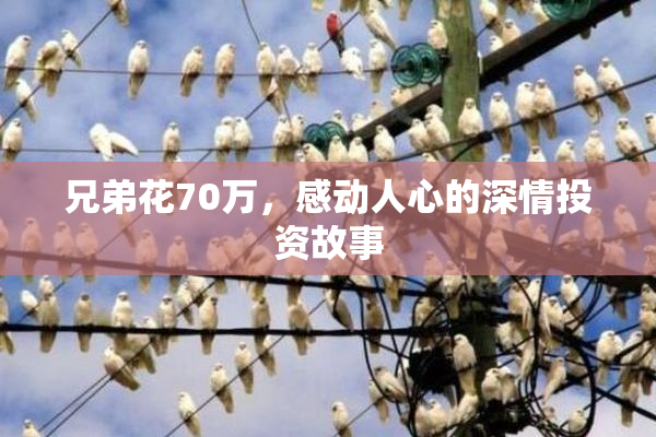 兄弟花70万，感动人心的深情投资故事