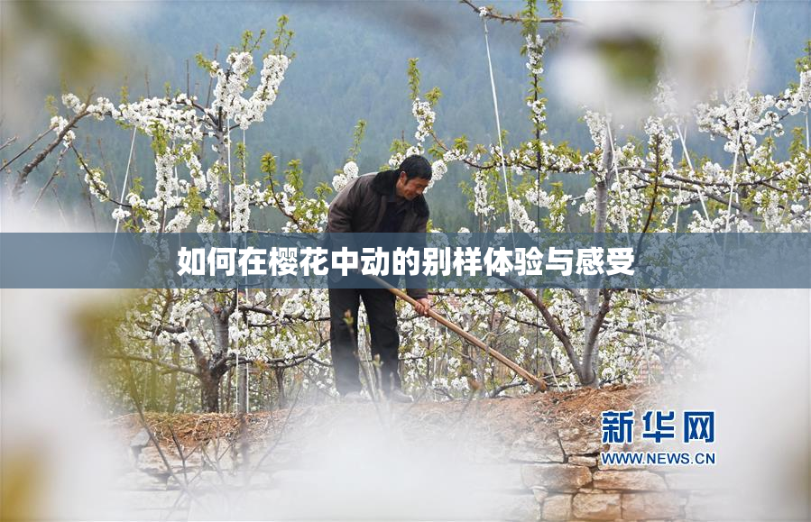 如何在樱花中动的别样体验与感受