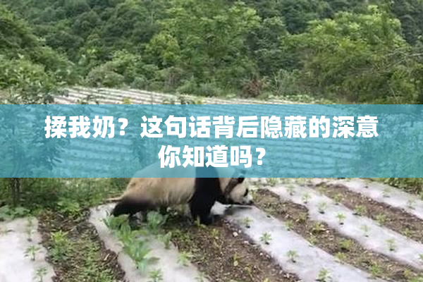 揉我奶？这句话背后隐藏的深意你知道吗？