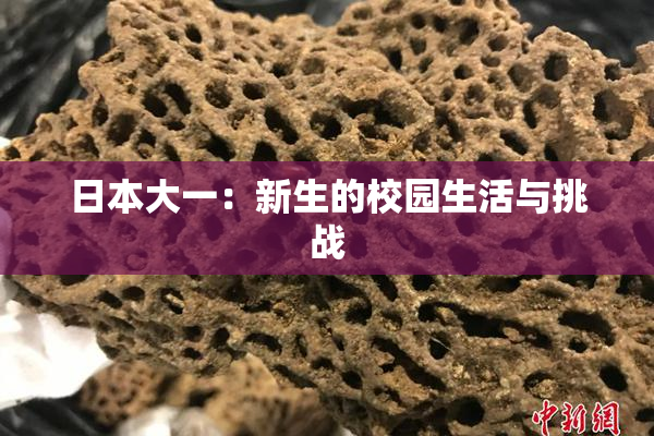 日本大一：新生的校园生活与挑战