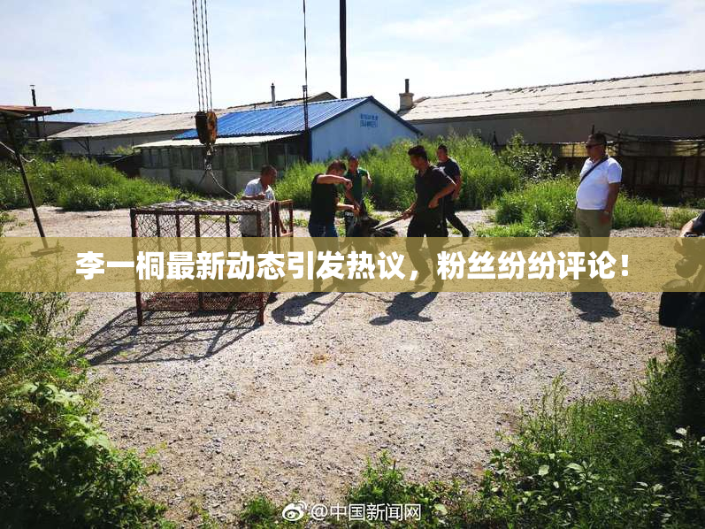 李一桐最新动态引发热议，粉丝纷纷评论！