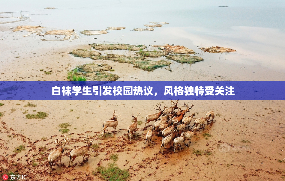 白袜学生引发校园热议，风格独特受关注