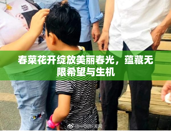 春菜花开绽放美丽春光，蕴藏无限希望与生机
