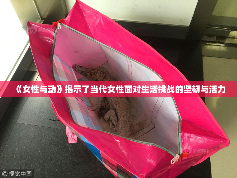 《女性与动》揭示了当代女性面对生活挑战的坚韧与活力