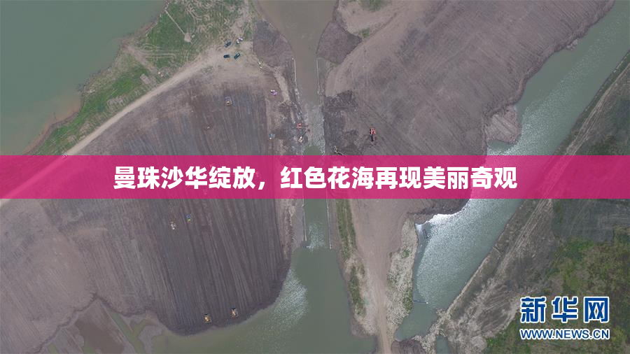 曼珠沙华绽放，红色花海再现美丽奇观