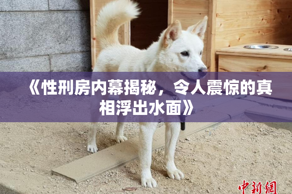 《性刑房内幕揭秘，令人震惊的真相浮出水面》