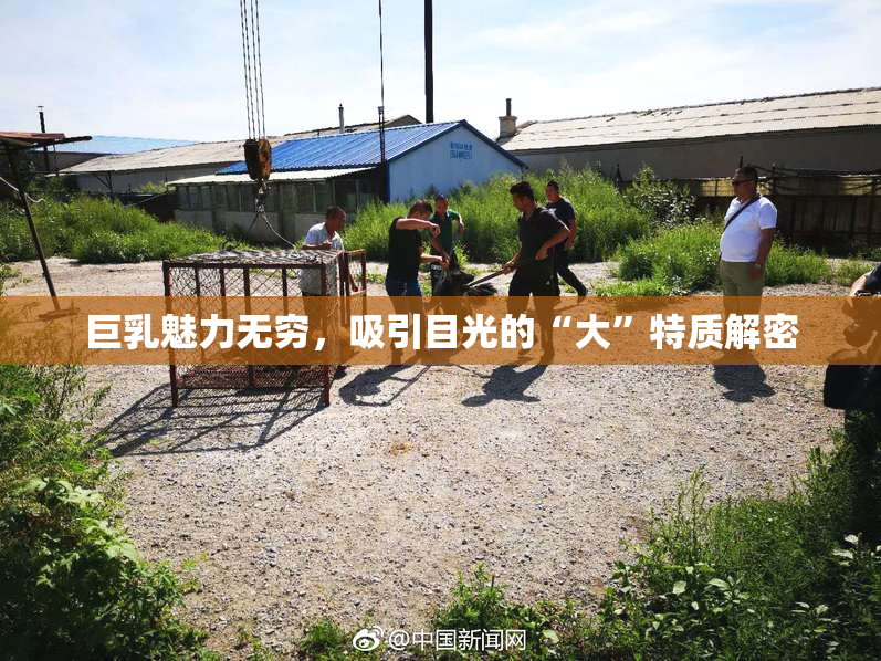 巨乳魅力无穷，吸引目光的“大”特质解密