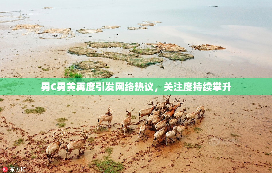 男C男黄再度引发网络热议，关注度持续攀升