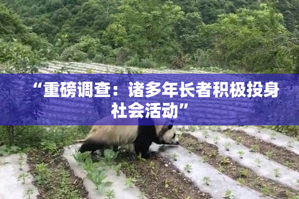 “重磅调查：诸多年长者积极投身社会活动”