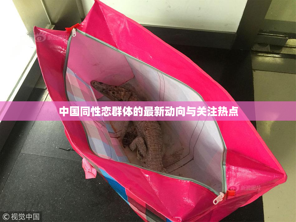 中国同性恋群体的最新动向与关注热点