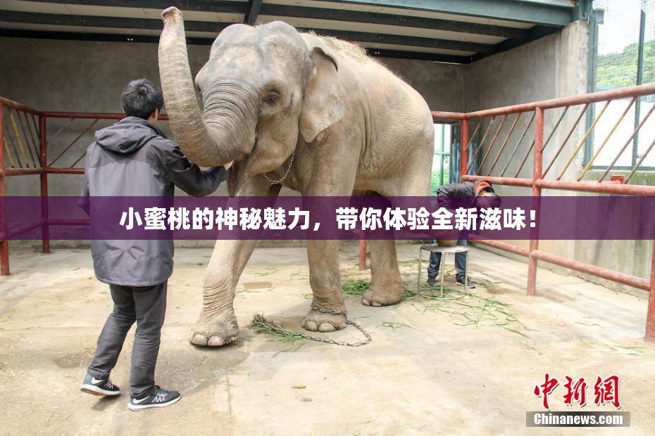 小蜜桃的神秘魅力，带你体验全新滋味！