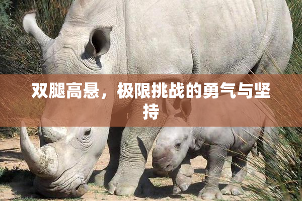 双腿高悬，极限挑战的勇气与坚持