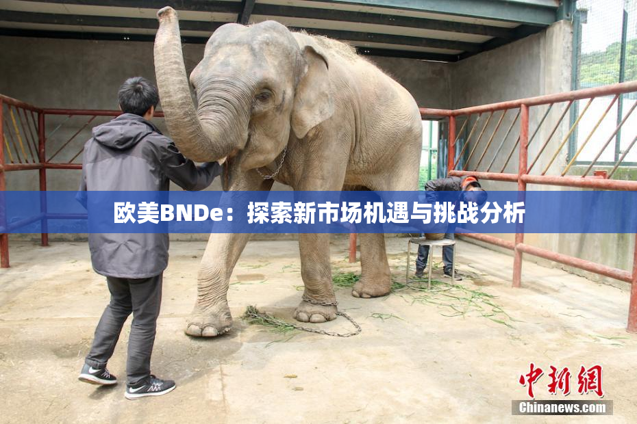 欧美BNDe：探索新市场机遇与挑战分析