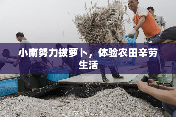 小南努力拔萝卜，体验农田辛劳生活