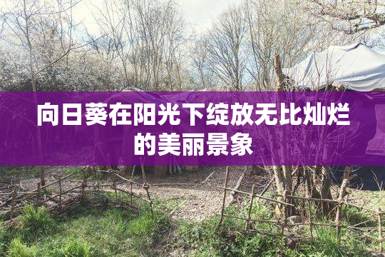 向日葵在阳光下绽放无比灿烂的美丽景象