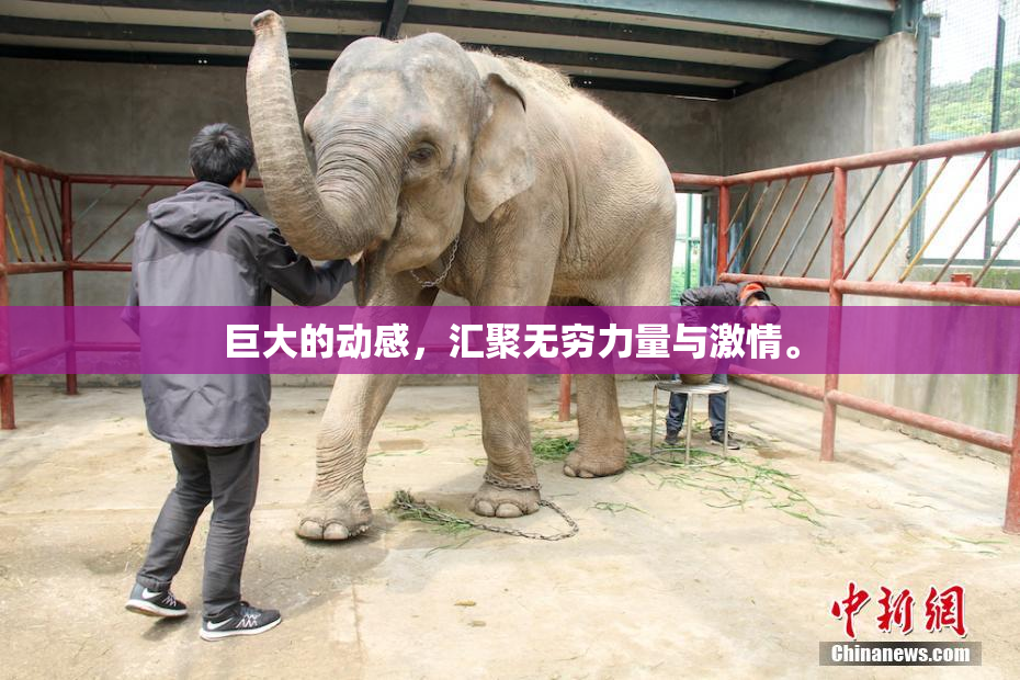 巨大的动感，汇聚无穷力量与激情。