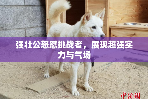 强壮公怒怼挑战者，展现超强实力与气场