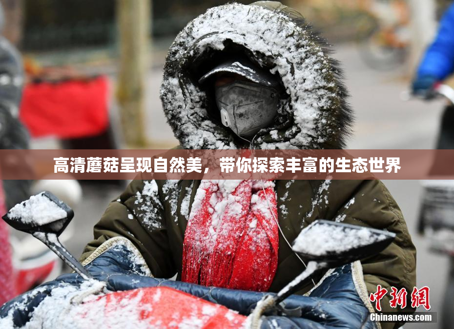 高清蘑菇呈现自然美，带你探索丰富的生态世界