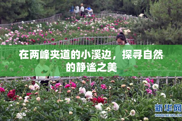 在两峰夹道的小溪边，探寻自然的静谧之美