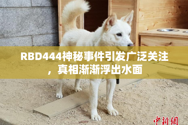 RBD444神秘事件引发广泛关注，真相渐渐浮出水面
