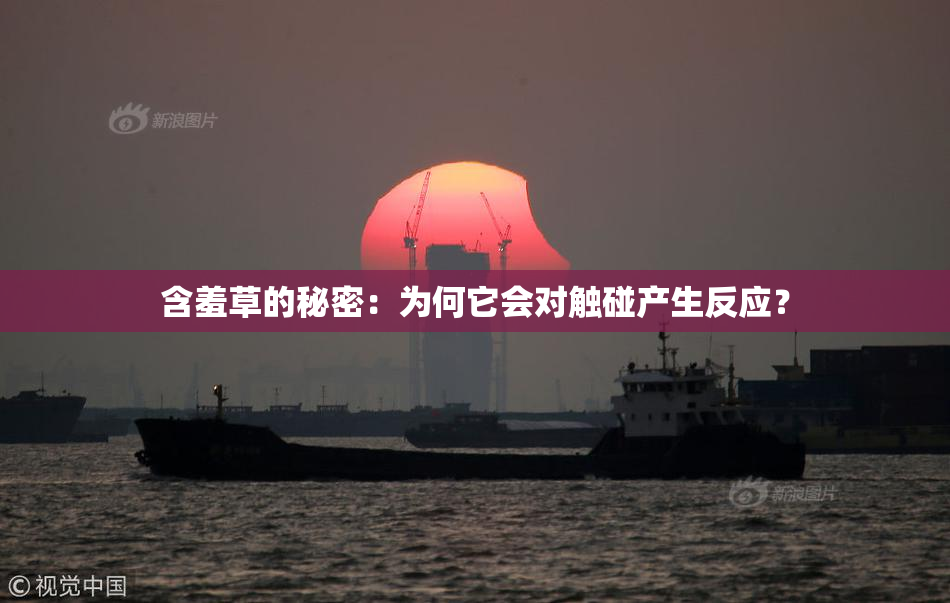 含羞草的秘密：为何它会对触碰产生反应？