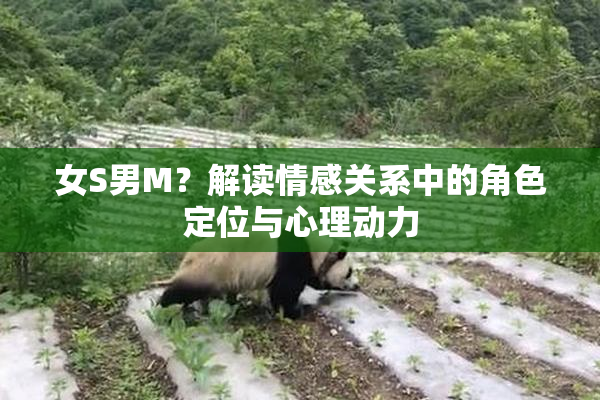 女S男M？解读情感关系中的角色定位与心理动力