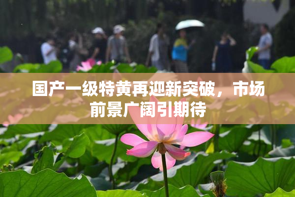 国产一级特黄再迎新突破，市场前景广阔引期待