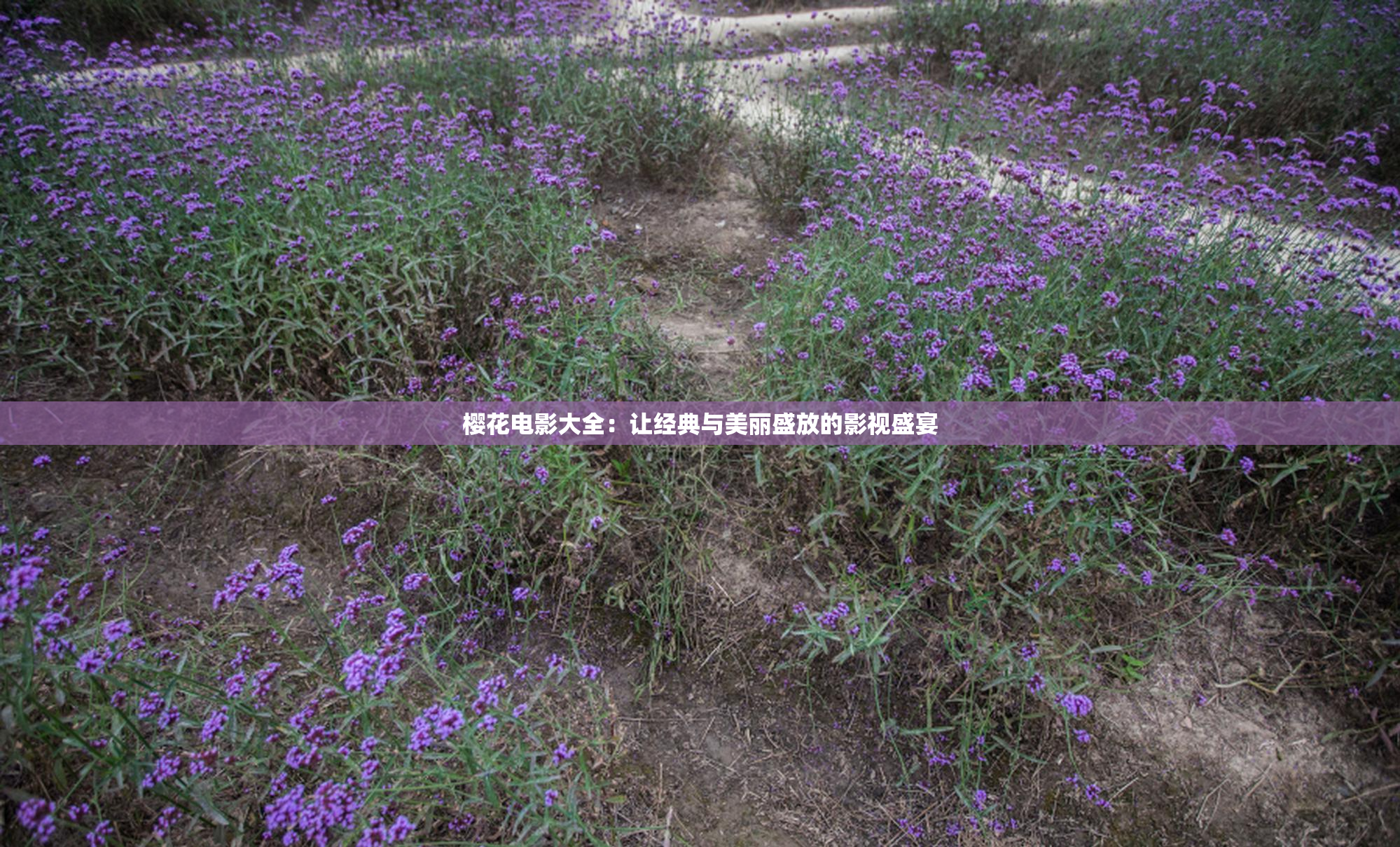 樱花电影大全：让经典与美丽盛放的影视盛宴