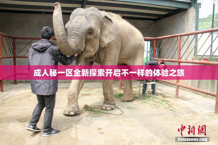 成人秘一区全新探索开启不一样的体验之旅