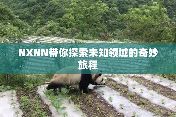 NXNN带你探索未知领域的奇妙旅程