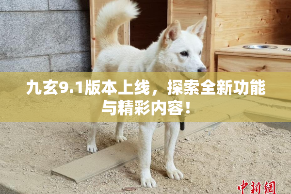 九玄9.1版本上线，探索全新功能与精彩内容！