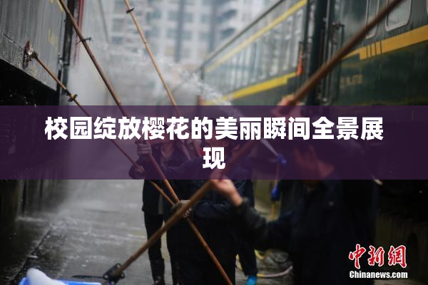 校园绽放樱花的美丽瞬间全景展现