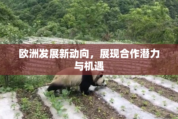 欧洲发展新动向，展现合作潜力与机遇