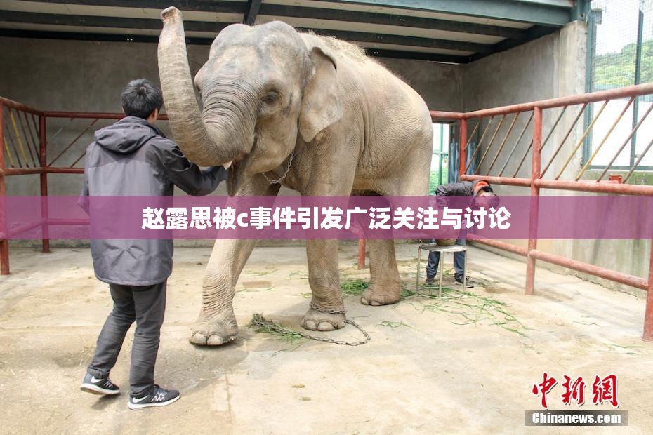 赵露思被c事件引发广泛关注与讨论