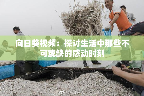 向日葵视频：探讨生活中那些不可或缺的感动时刻