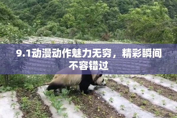 9.1动漫动作魅力无穷，精彩瞬间不容错过
