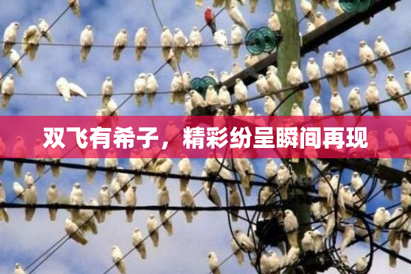 双飞有希子，精彩纷呈瞬间再现