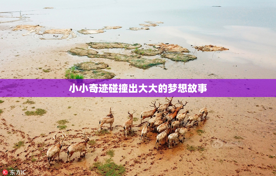 小小奇迹碰撞出大大的梦想故事