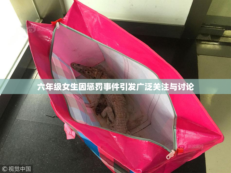 六年级女生因惩罚事件引发广泛关注与讨论
